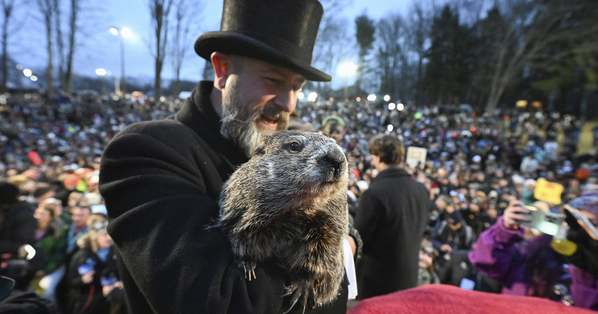 Watch: Punxsutawney Phil does not see his shadow on Groundhog Day 2024