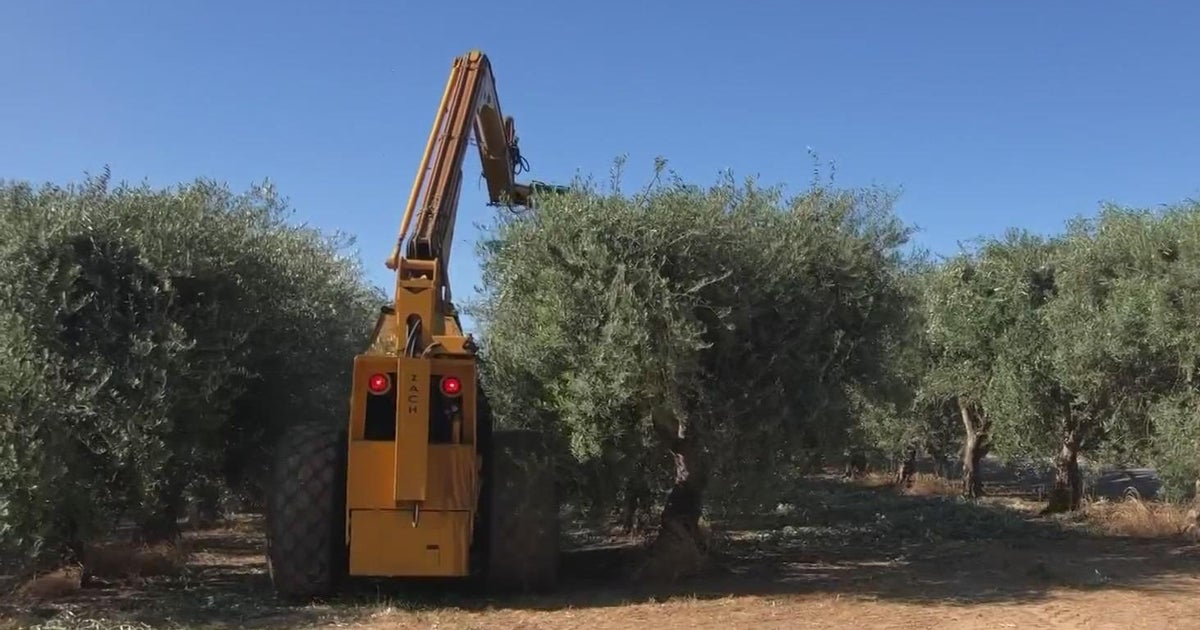UC Davis professor looking how to make table olive industry more economically feasible