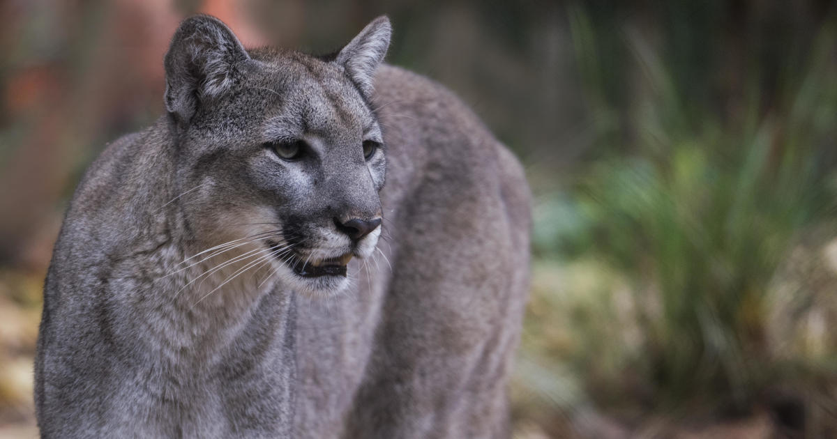 As the number of deaths among endangered Florida panthers increases, three kittens have been spotted in the state forest