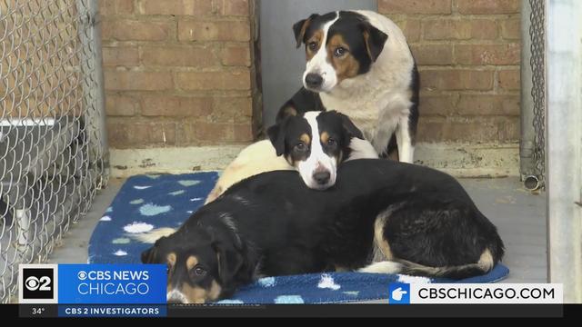 Border Tails rescues dogs from hoarder.jpg 