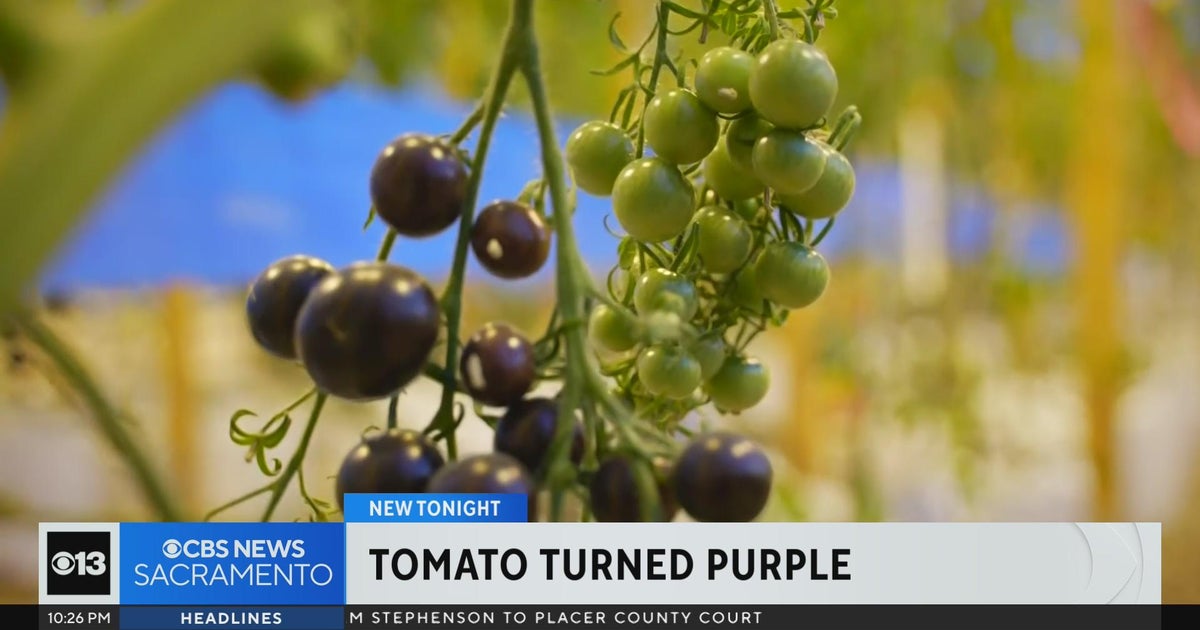 Would you try a purple tomato?