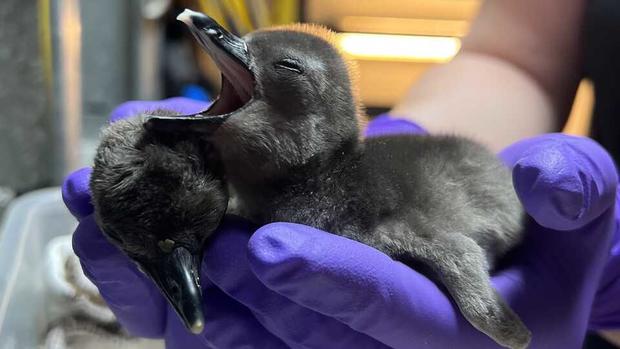 Two baby penguin chicks at the California Academy of Sciences 