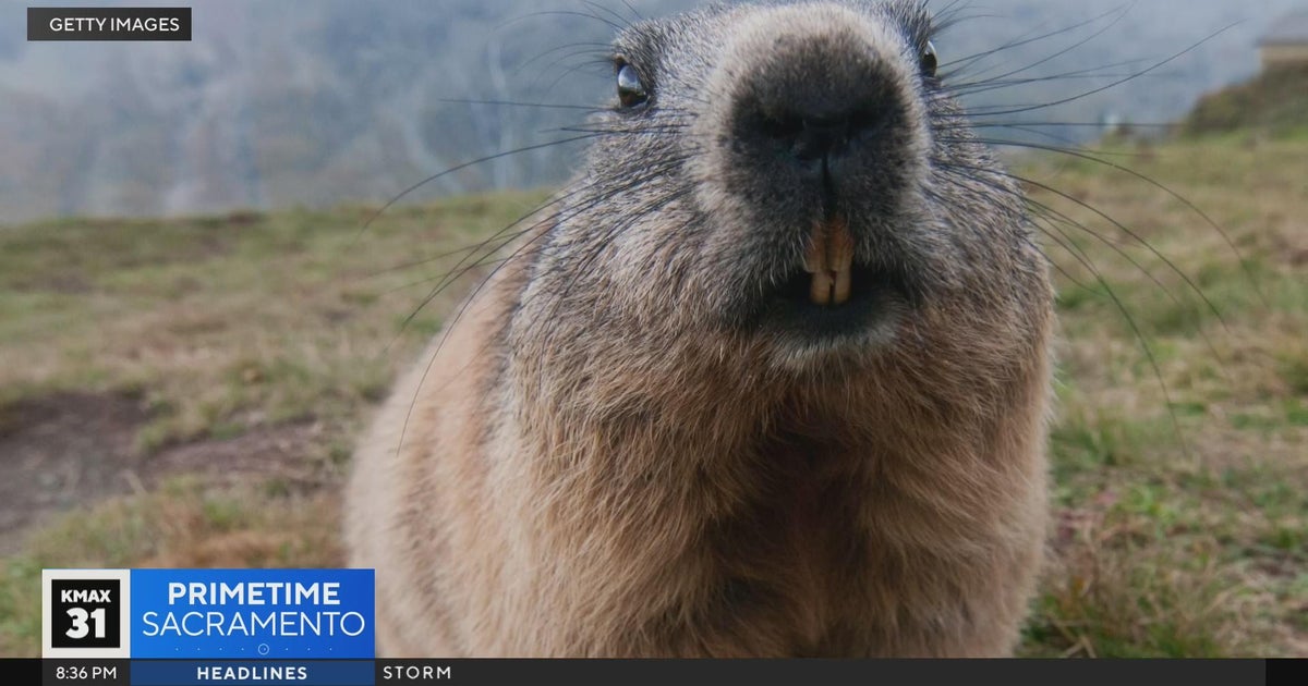 The Answer: Animal myths and maybes