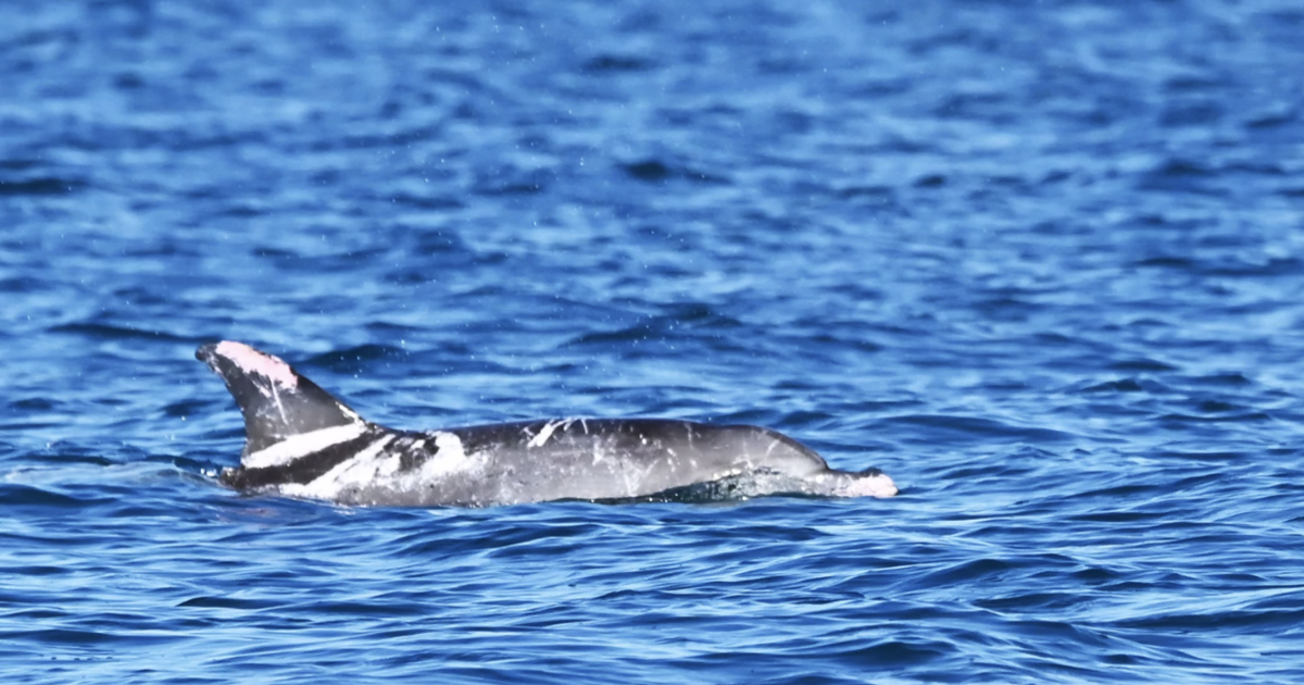 Запознайте се със Спекълс, един от единствените известни в света делфини с „изключително редки“ петна по кожата