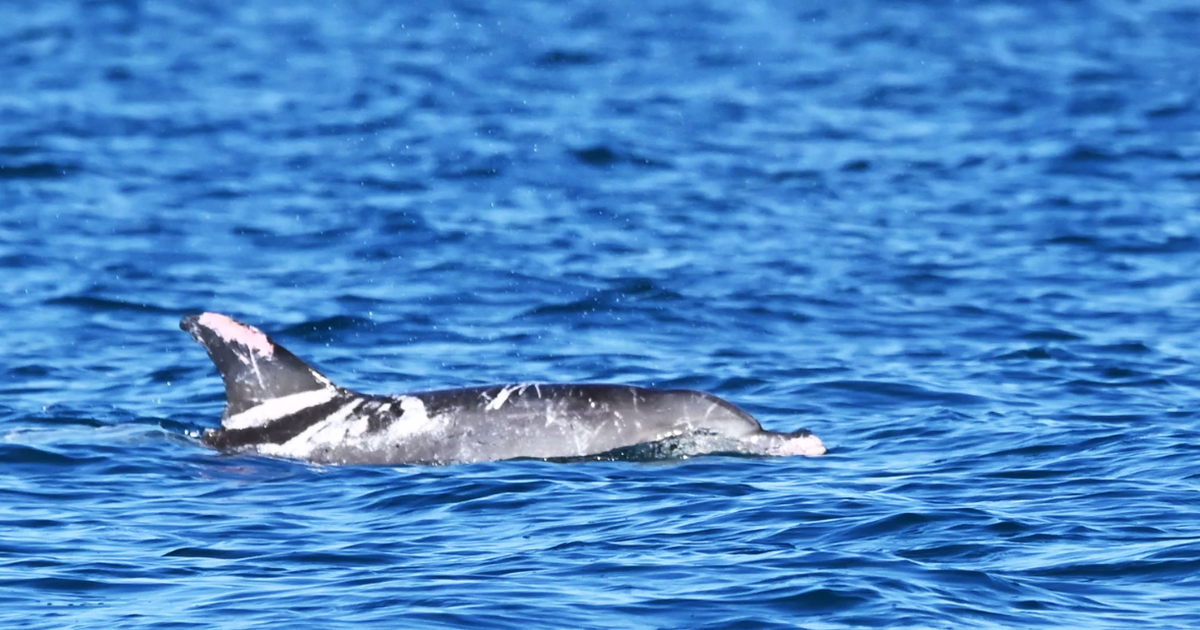 Poznaj Specklesa, jednego z niewielu znanych na świecie delfinów z „niezwykle rzadkimi” plamami na skórze Poznaj Specklesa, jednego z niewielu znanych na świecie delfinów z „niezwykle rzadkimi” plamami na skórze