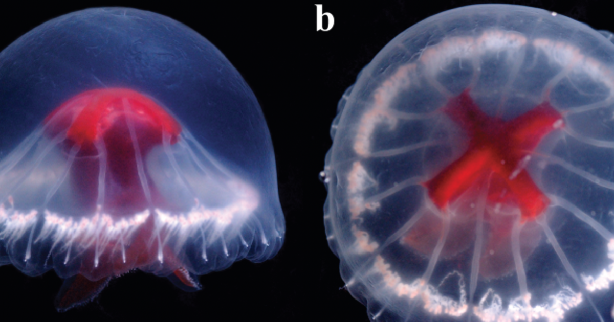 Медуза с яркочервен кръст, открита в отдалечена дълбоководна вулканична структура
