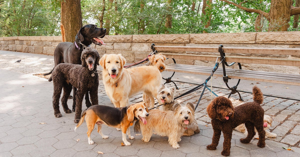Best pet insurance companies in New York Best pet insurance companies in New York
