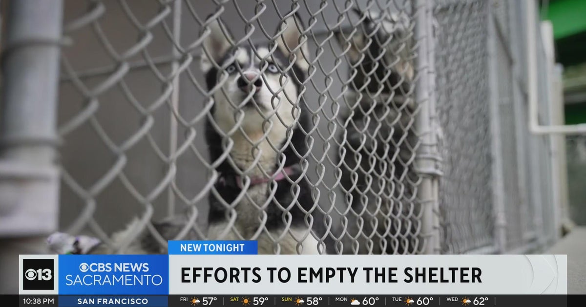 Sacramento animal shelter offers free adoptions after being flooded with dogs due to storms