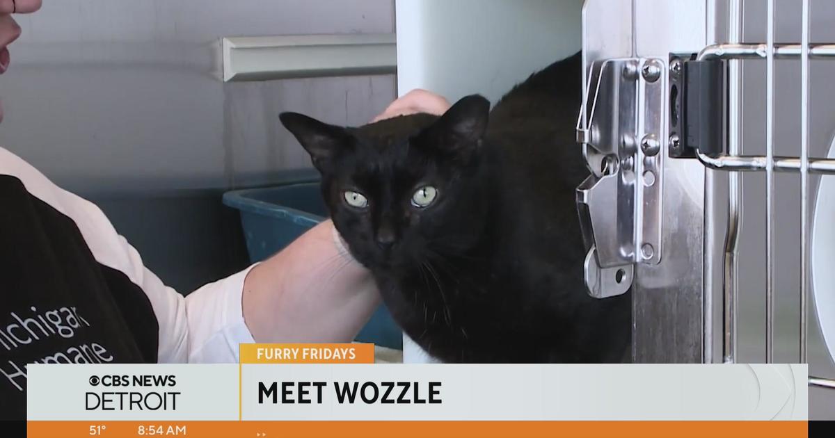 Furry Fridays: Meet Wozzle and Max - CBS Detroit