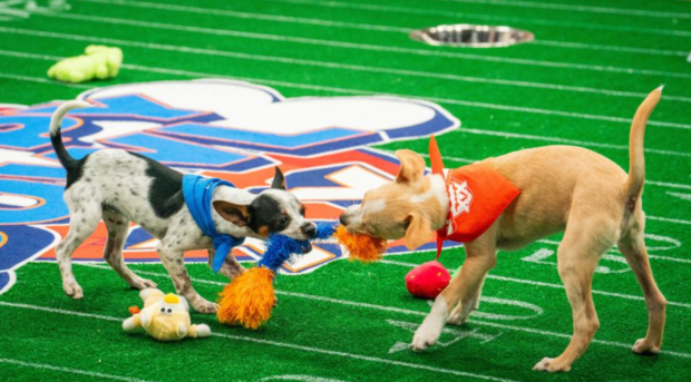 How to watch the 2024 Puppy Bowl with or without cable Starting time