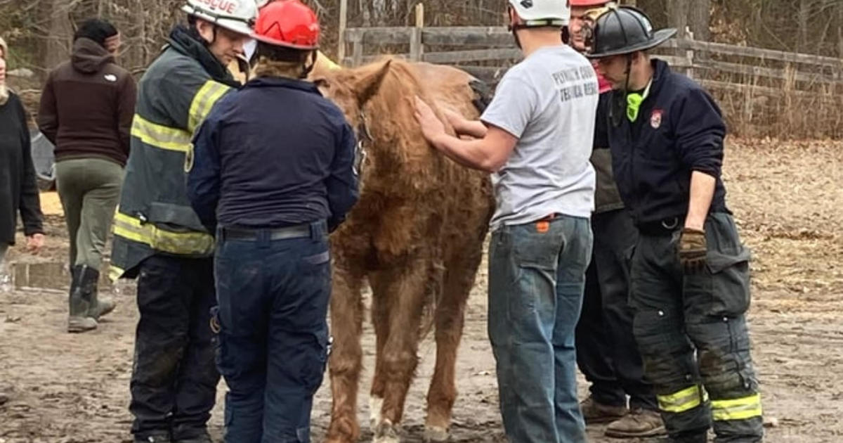 First responders help elderly horse back on her feet at Massachusetts barn
