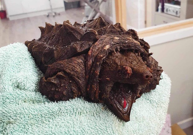 A dinosaur-like snapping turtle named Fluffy found in U.K. thousands of miles from native U.S. home