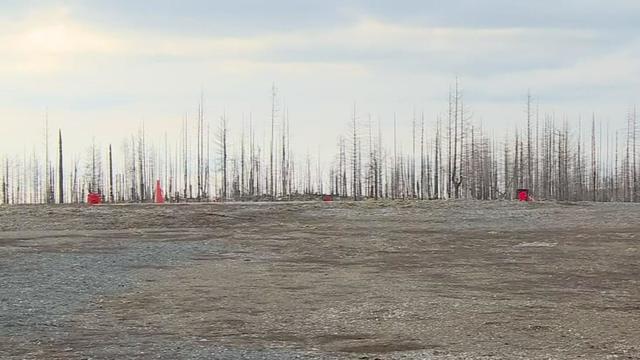 grizzly-flats-burned-trees.jpg 