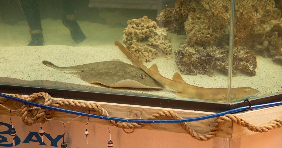 Stingray Charlotte Passes Away After Rare Reproductive Disease