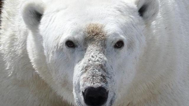 Polar bear in Western Hudson Bay region 