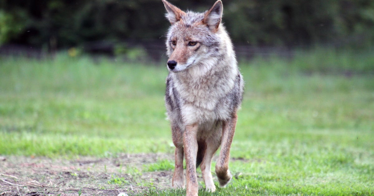 FWC holds Broward meeting to discuss coyotes and how to keep them away FWC holds Broward meeting to discuss coyotes and how to keep them away