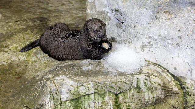 Shedd sea otters.jpg 
