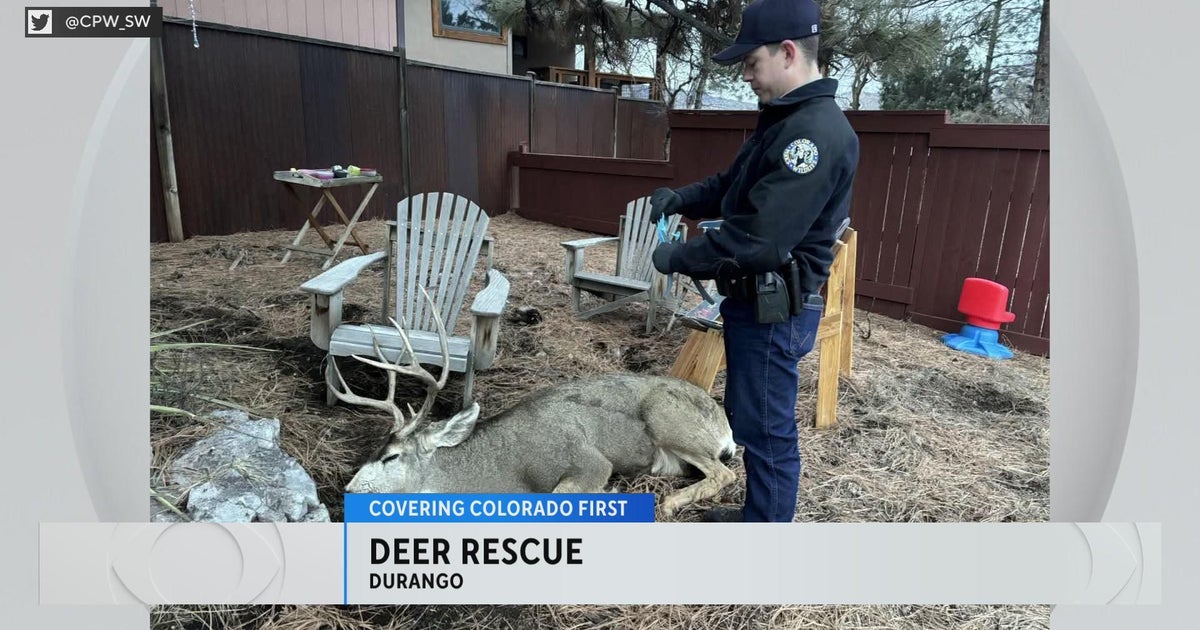 Colorado Parks and Wildlife officers rescue mule deer tangled in dog ...