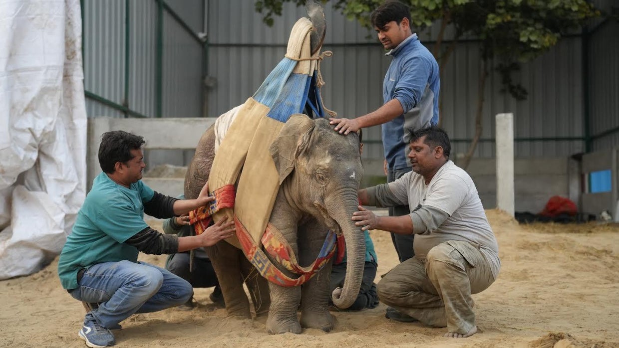 Rescuers work to get a baby elephant back on her feet after a train ...