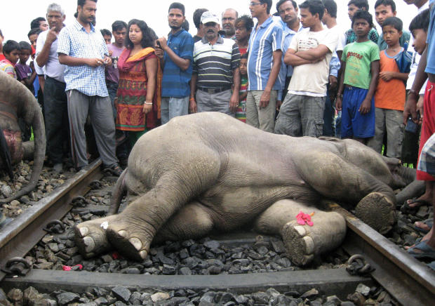 INDIA-WILDLIFE-ELEPHANT-ACCIDENT 
