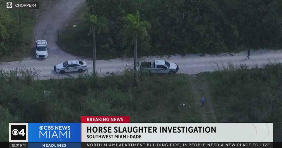 3 horses observed slaughtered in southwest Miami-Dade