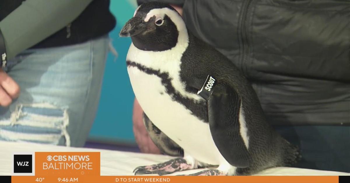 Have you checked out the African penguins at the Maryland Zoo?