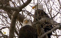 Extended Nature Video: Eagles in Nebraska 