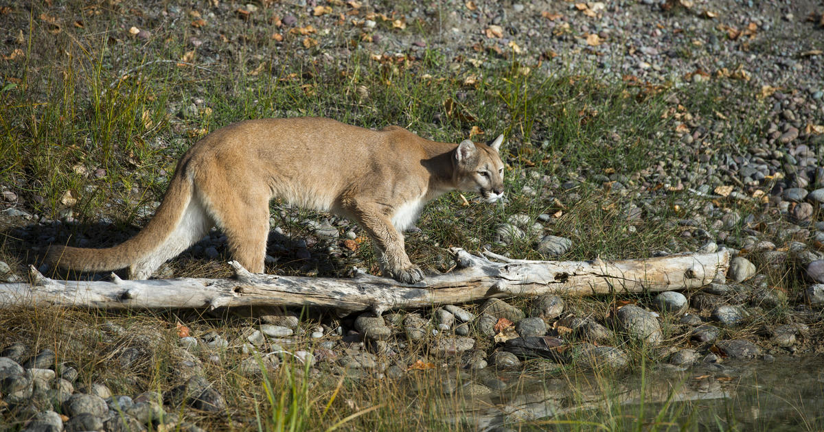 Cougar attacks 5 cyclists in Washington, with one woman hospitalized
