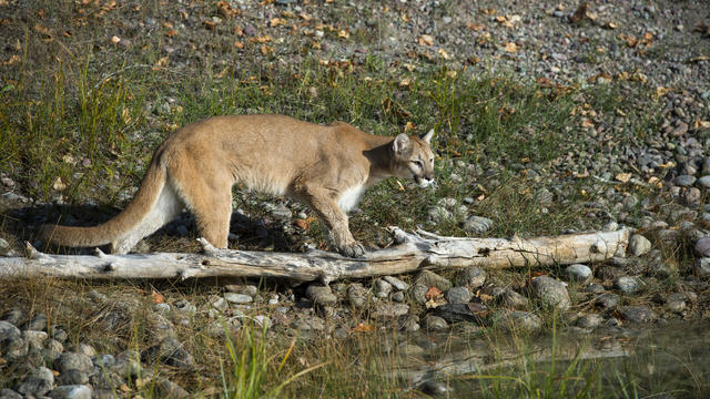 Young cougar (captive), Montana, United States 