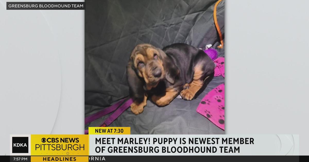 New puppy training with Greensburg bloodhound team