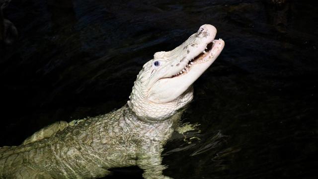 70 coins found in alligator's stomach 