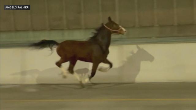 Horse returned to Fletcher Street Urban Riding Club in Philadelphia 