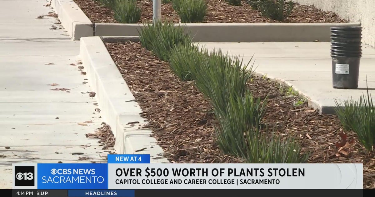 More than $500 worth of plants stolen from Sacramento school