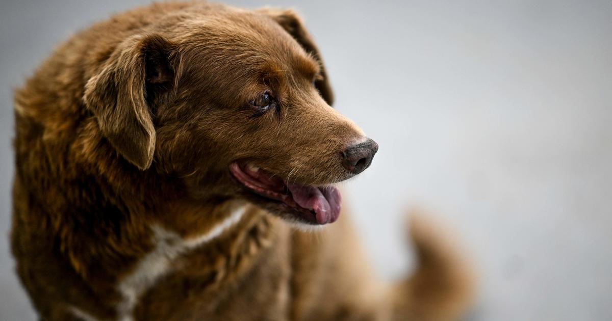 Боби губи титлата на най-старото куче в света след разследване на Гинес
