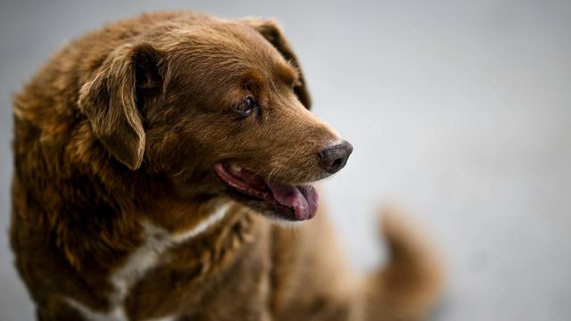 Bobi, a russet-colored dog that holds the record as the world's oldest dog 
