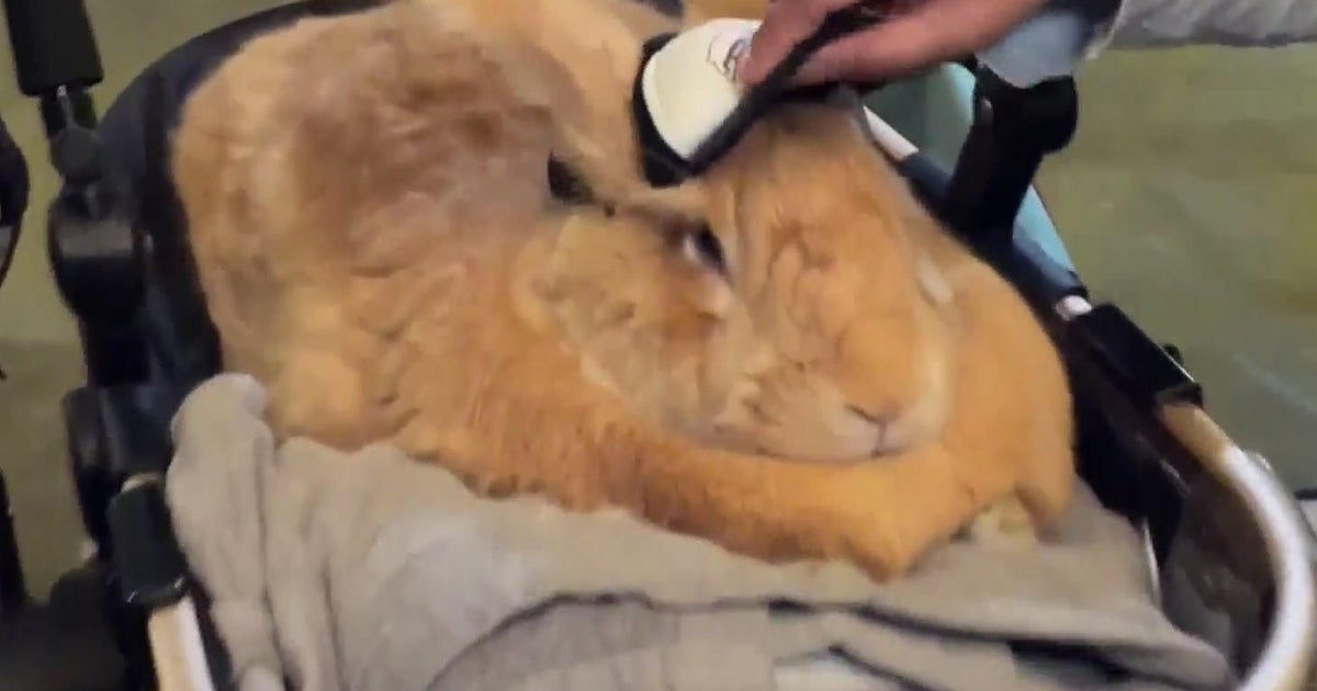 Bay Area rabbit goes viral, raising money for charity - CBS Chicago