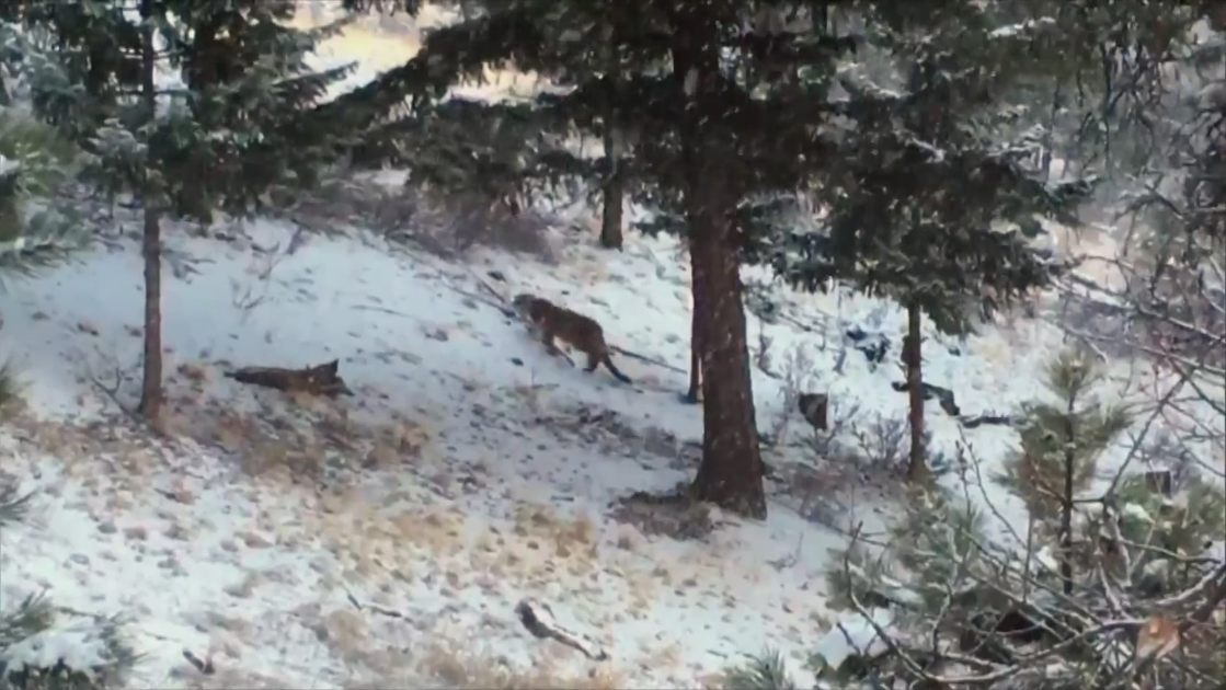 mountain-lion.png 