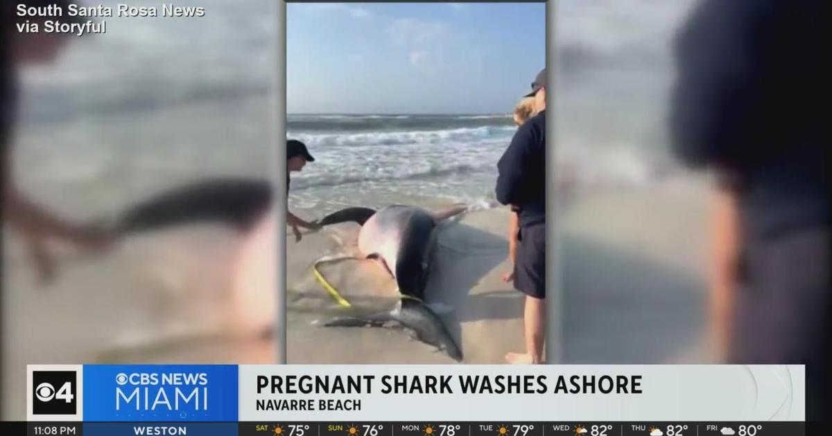 Pregnant great white shark washes ashore Florida Panhandle - CBS Miami