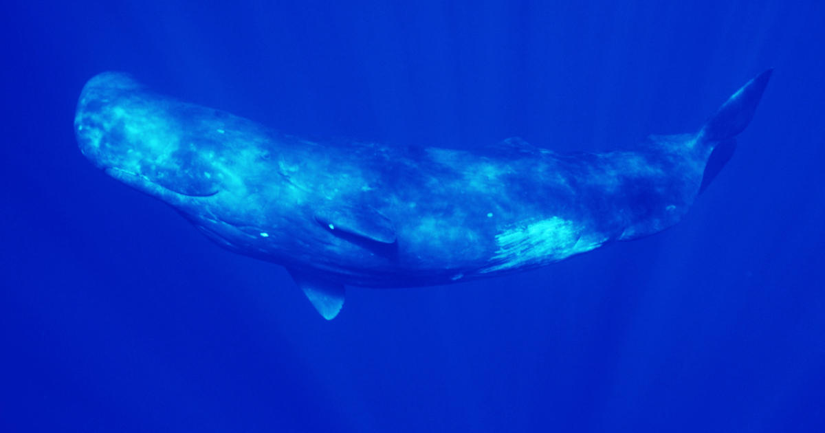Whale's slow death in maze-like Osaka Bay raises alarm over warming seas