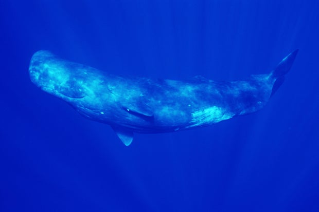 Sperm whale (Physeter macrocephalus), side view