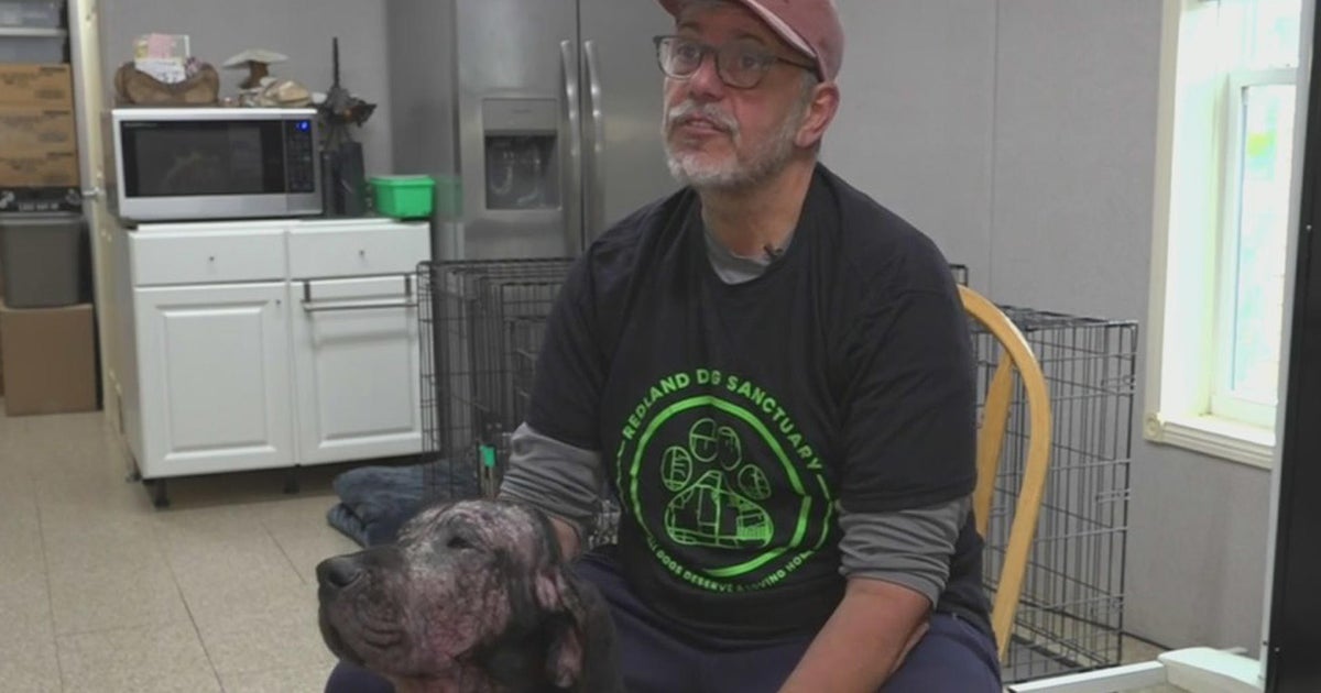 Redland Doggy Sanctuary normally takes in abandoned, stray canine that have no area else to go Redland Doggy Sanctuary normally takes in abandoned, stray canine that have no area else to go