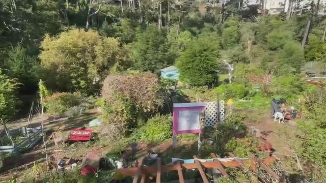Daly City community garden 