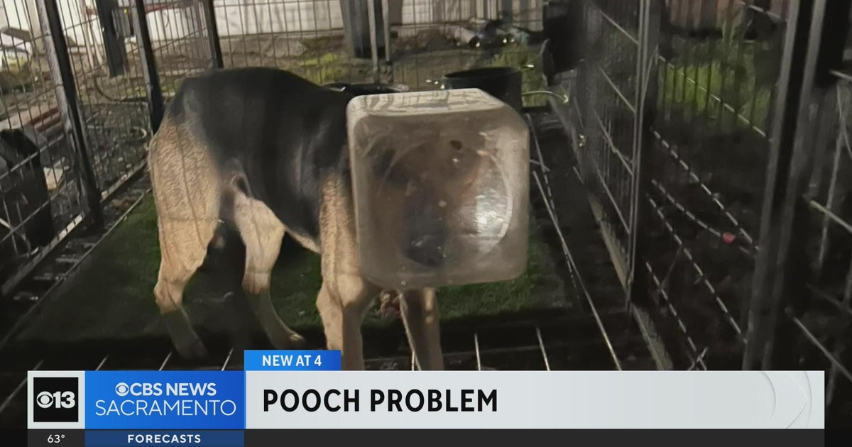 California dog gets Biscotti bucket stuck on head for two weeks