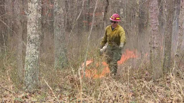 A firefighter uses a drip torch fueled by gasoline to drag a prescribed burn in the Turkey Swamp Wildlife Management Area of New Jersey. 