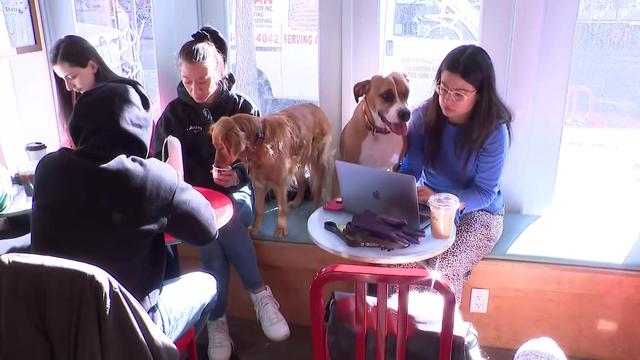 Patrons sit inside a dog-friendly cafe with their pets. 