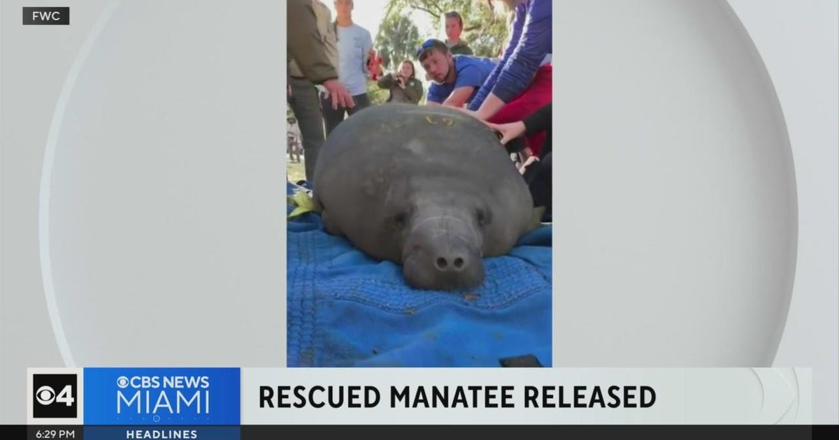 Rescued manatee released back into the wild - CBS Miami