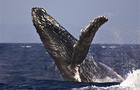Humpback Whale (Megaptera novaeangliae) Breach 