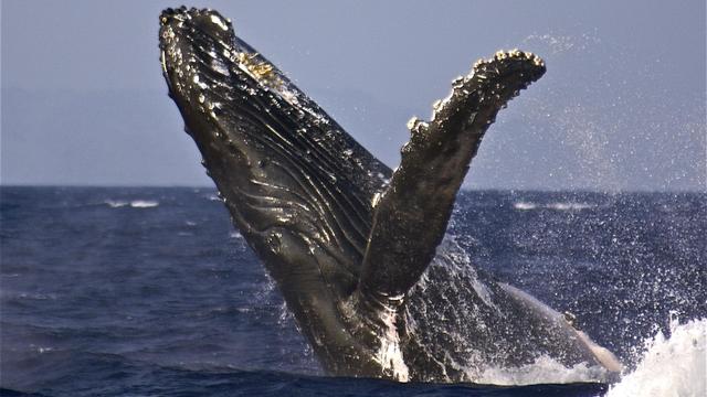 Humpback Whale (Megaptera novaeangliae) Breach 