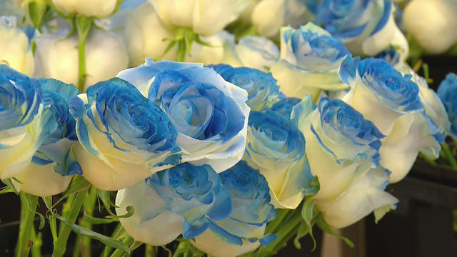 blue-roses-for-burnsville.jpg 