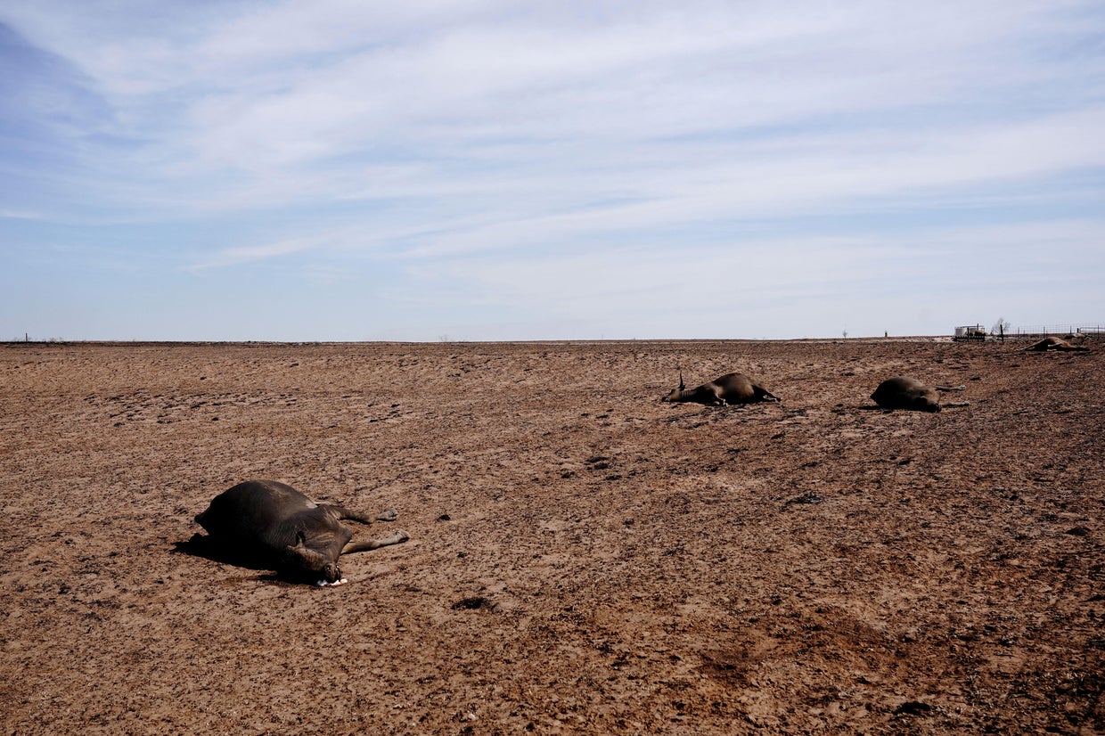 Texas Panhandle wildfires leave "dead animals everywhere" as ...